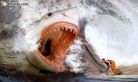 Requin