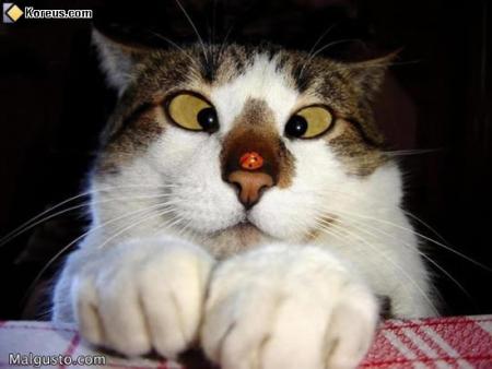 chat