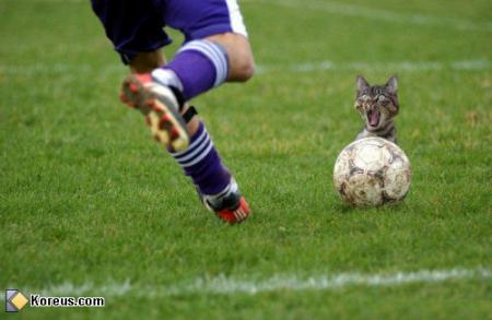 povre chat !!
