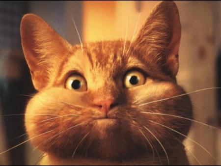 Il me fait déliré le chat !!